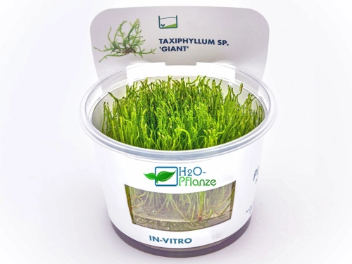 Giganten-Moos - Taxiphyllum sp. ´Giant´ in vitro